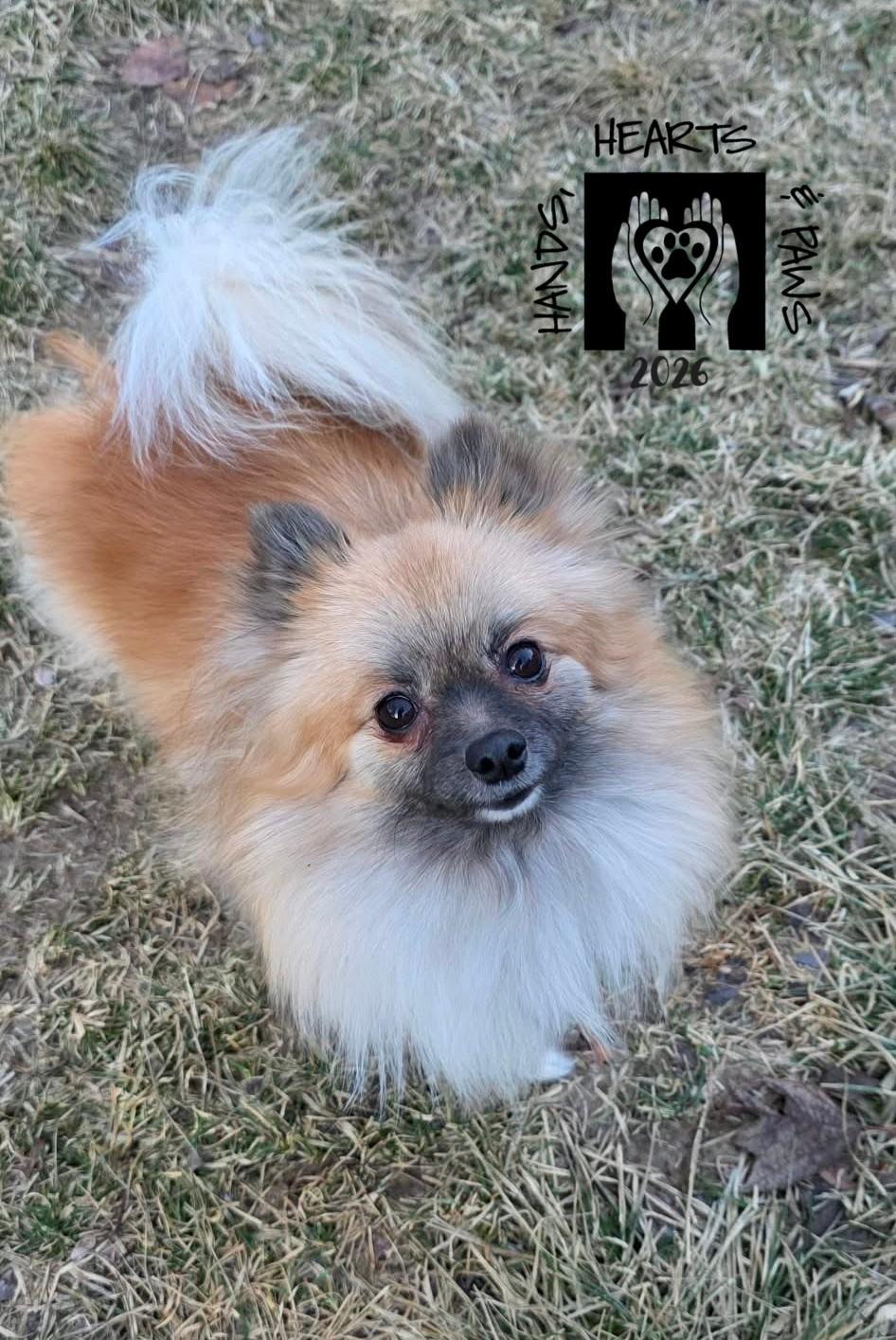 Enlarge Ivee, an adoptable Pomeranian in Omaha, NE image 2/2