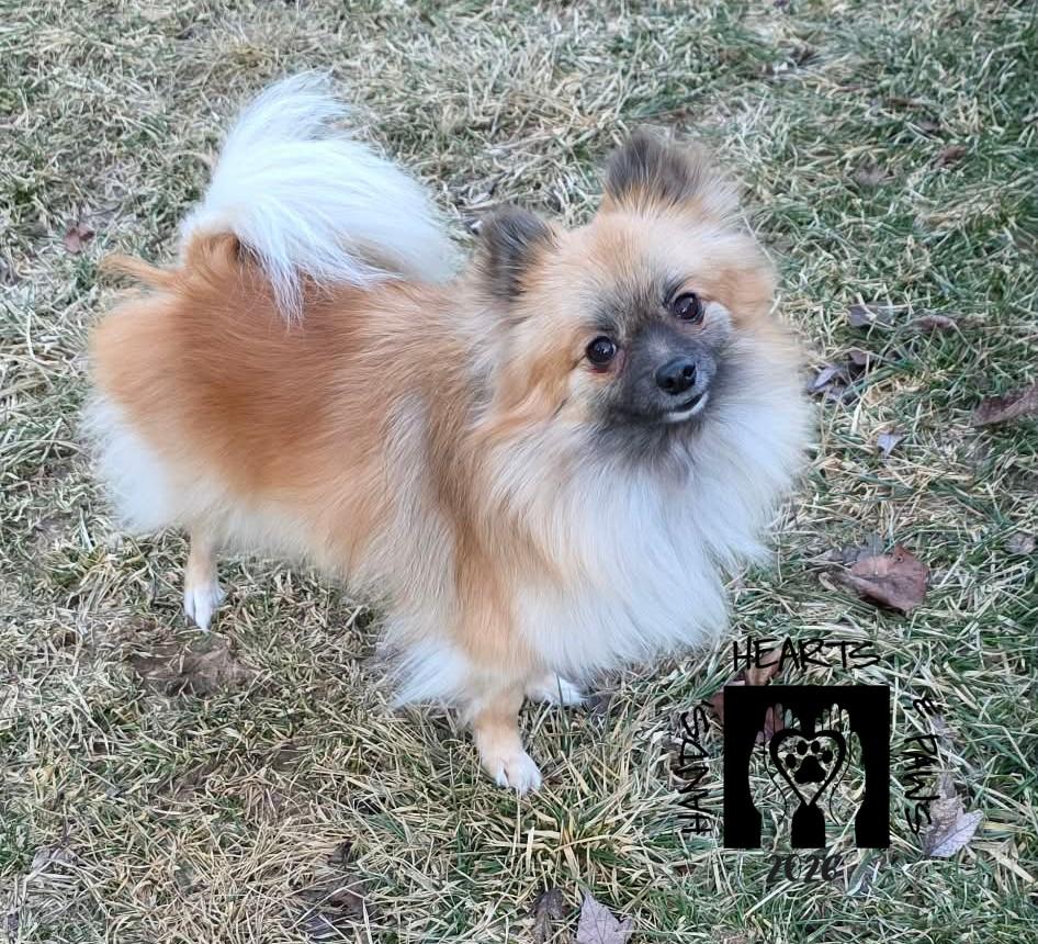 Ivee, adoptable, Adult Female Pomeranian.