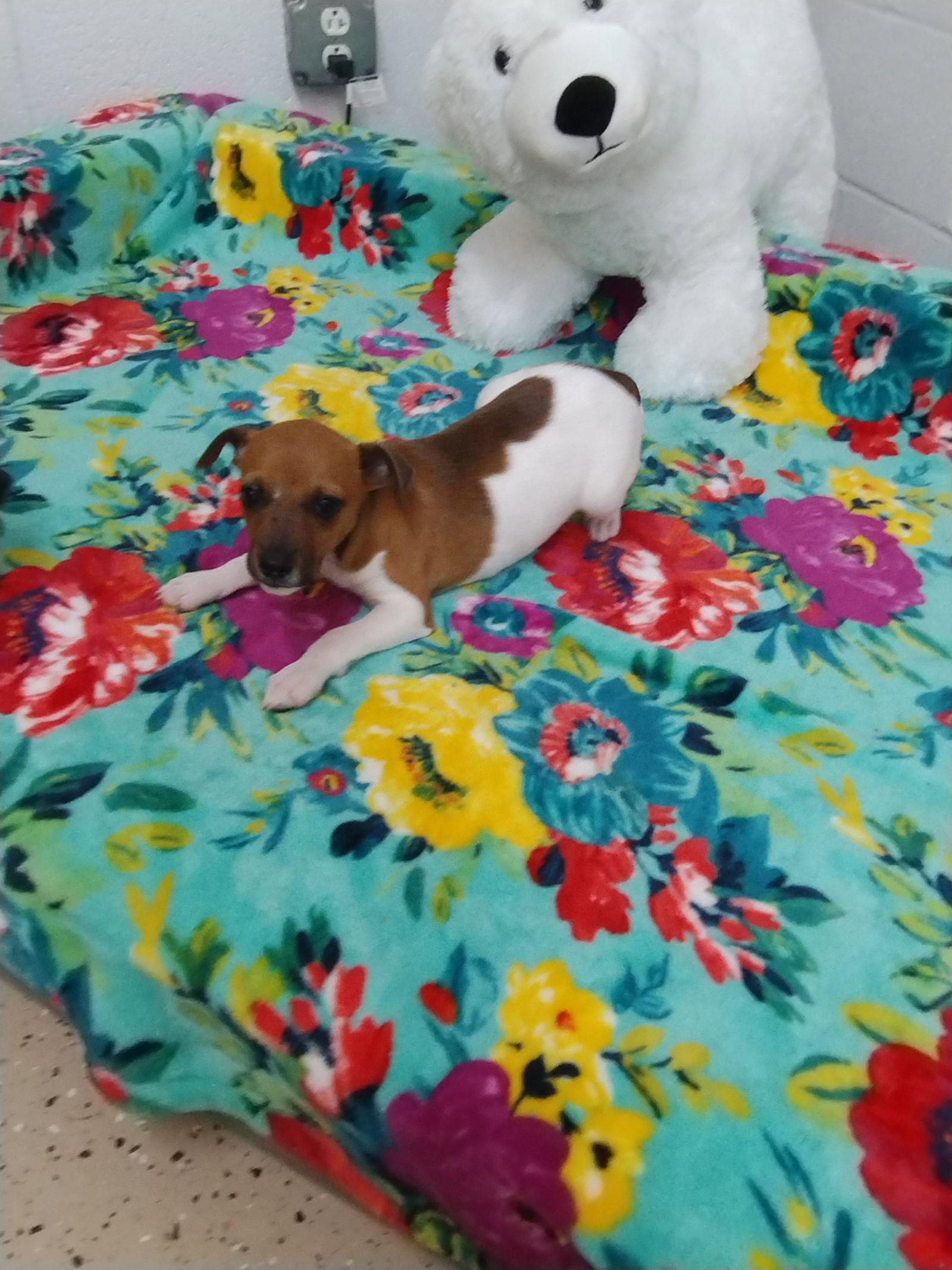 Enlarge Petey, a Adoptable mixed breed in York, SC image 1/3