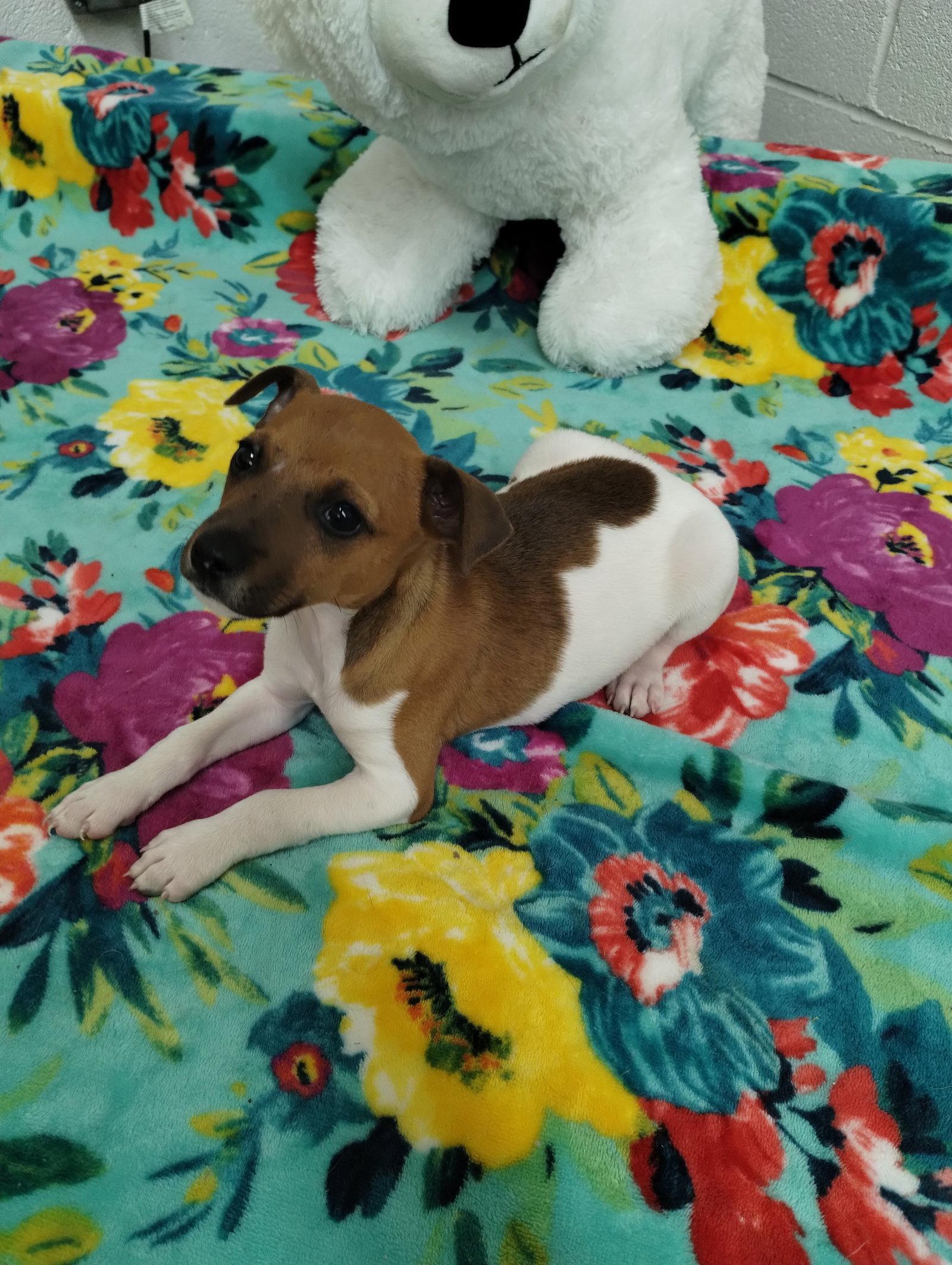 Enlarge Petey, a Adoptable mixed breed in York, SC image 2/3