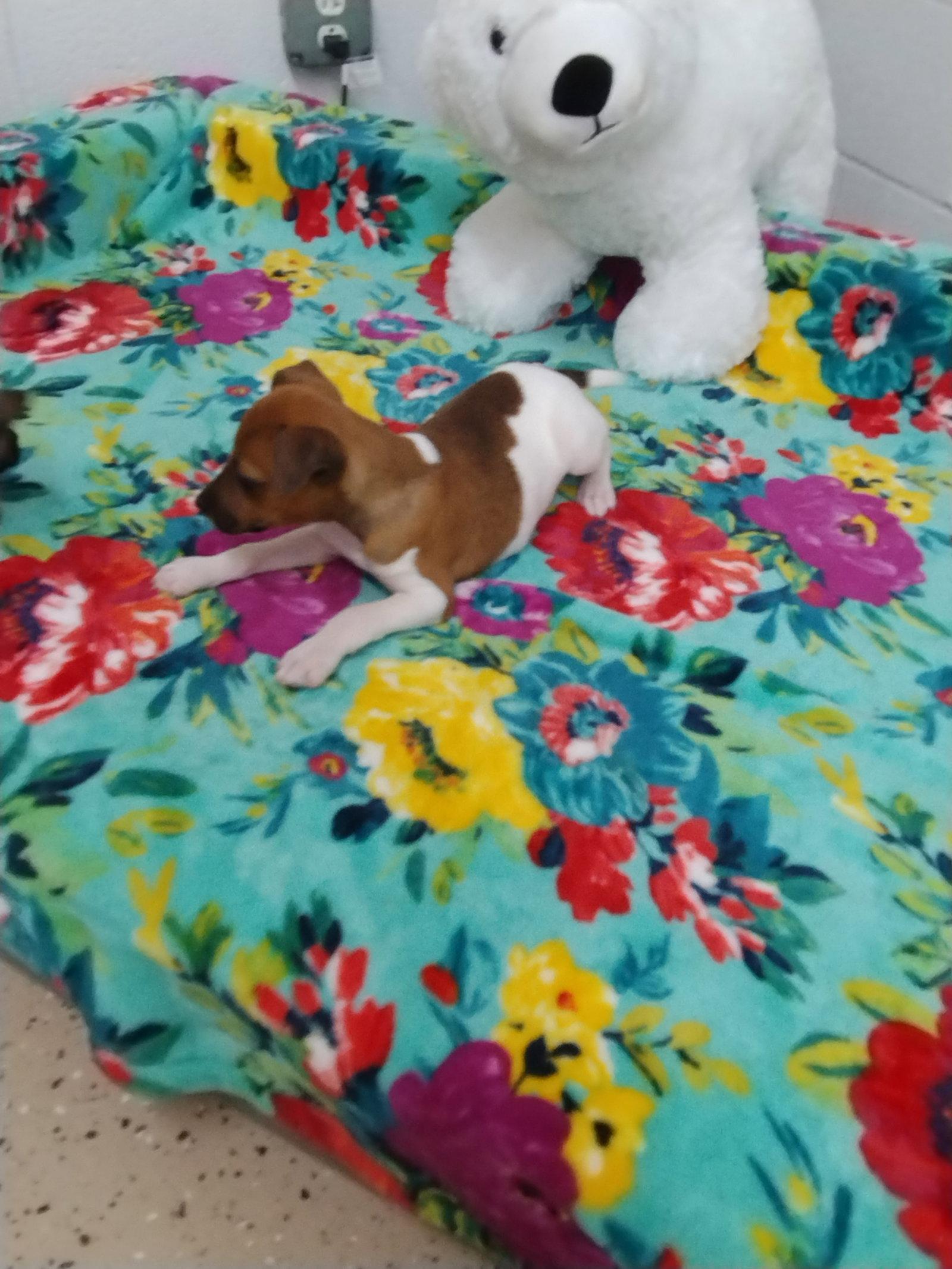 Enlarge Petey, a Adoptable mixed breed in York, SC image 3/3