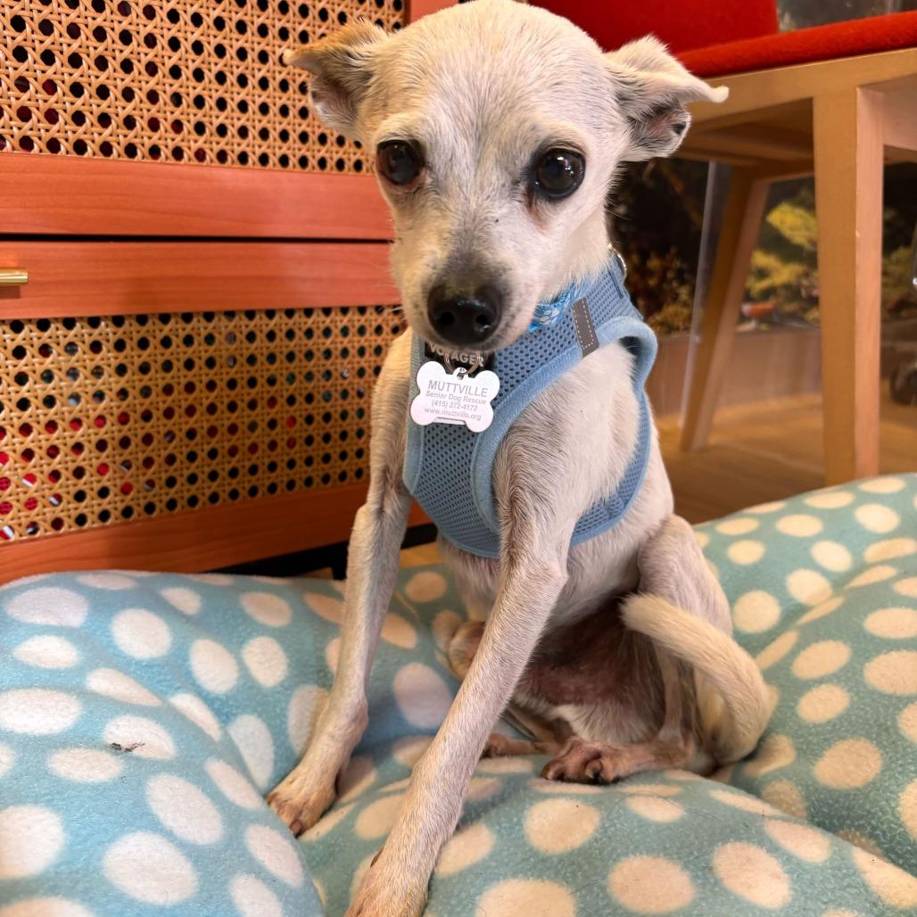 Oscar the Grouch 13714, Adoptable, Senior Male Chihuahua.