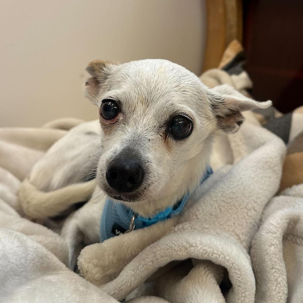 Enlarge Oscar the Grouch 13714, a Adoptable Chihuahua in San Francisco, CA image 3/6