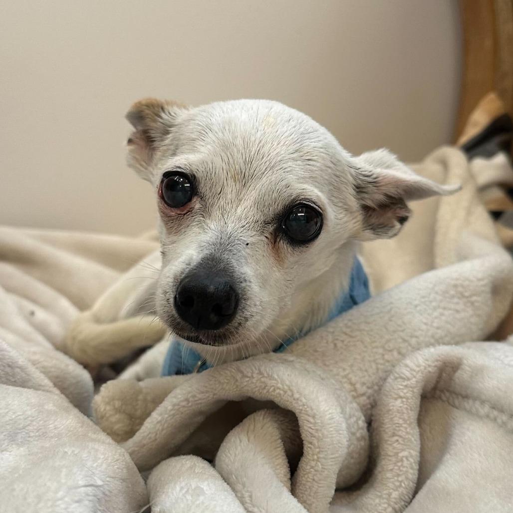 Enlarge Oscar the Grouch 13714, a Adoptable Chihuahua in San Francisco, CA image 4/6