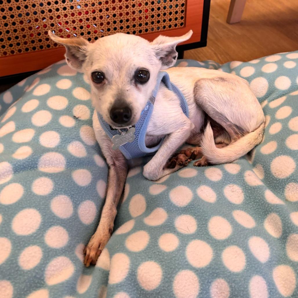 Enlarge Oscar the Grouch 13714, a Adoptable Chihuahua in San Francisco, CA image 5/6