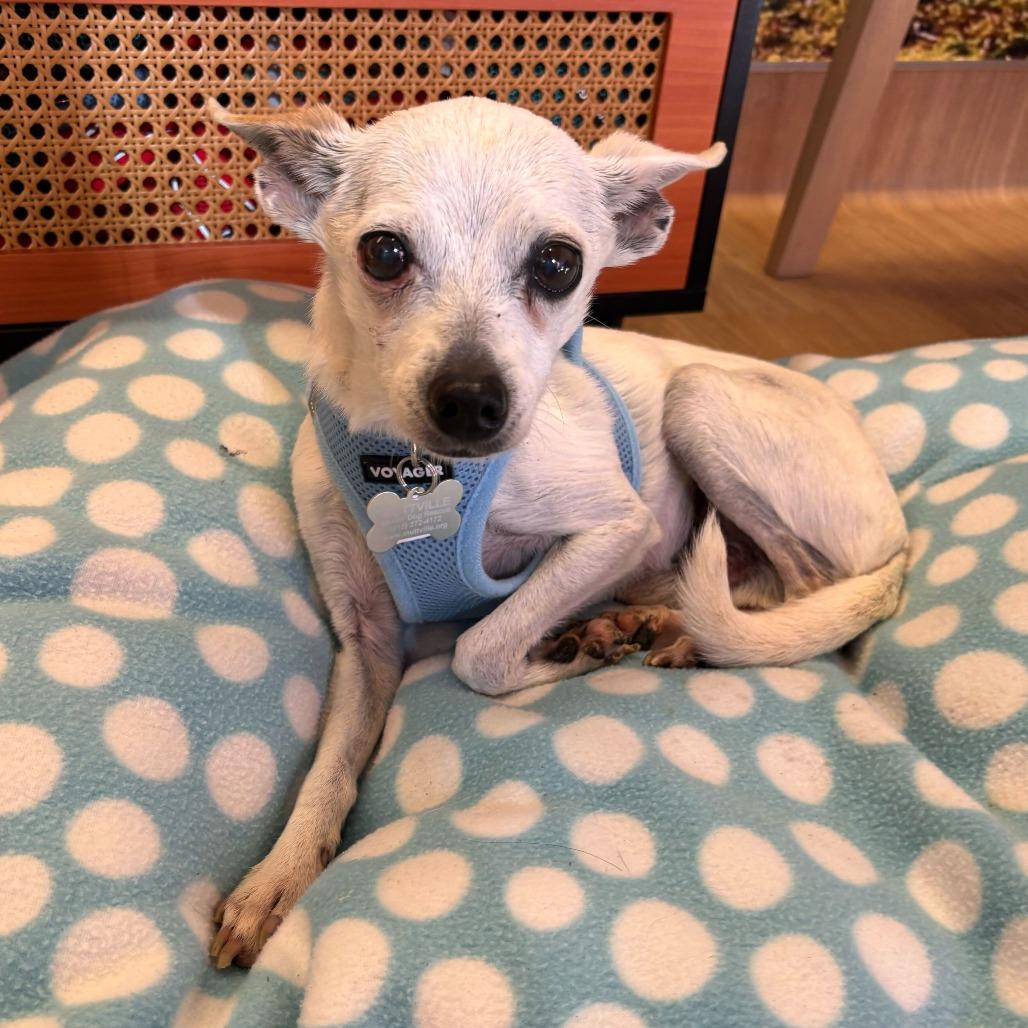 Enlarge Oscar the Grouch 13714, a Adoptable Chihuahua in San Francisco, CA image 6/6