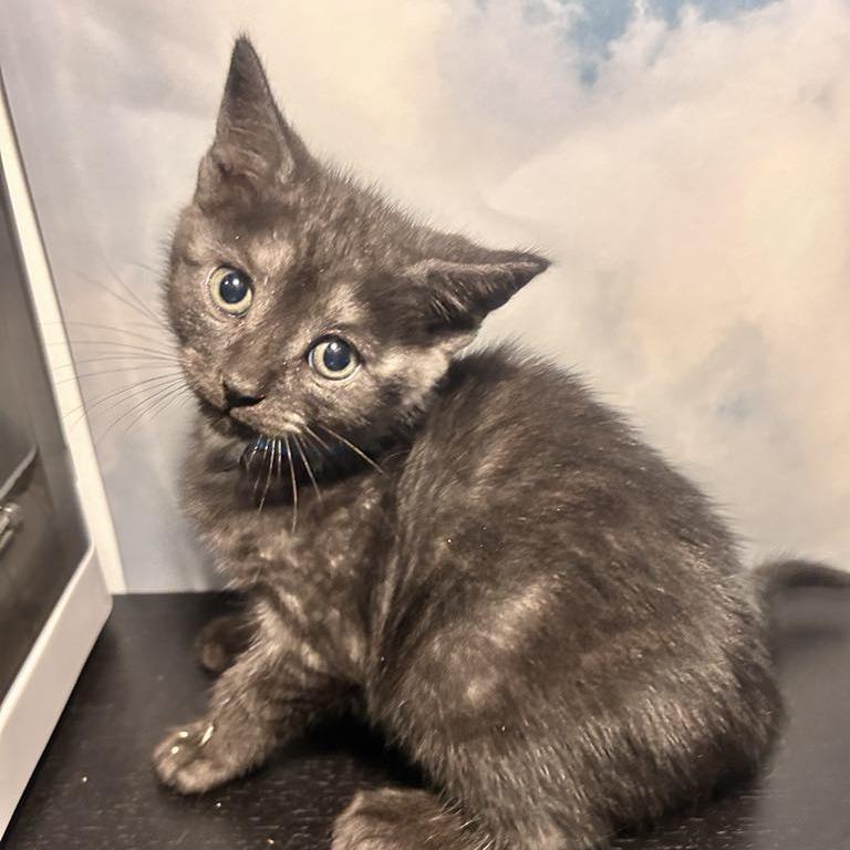 Big League Chew, Adoptable, Young Male Domestic Short Hair.