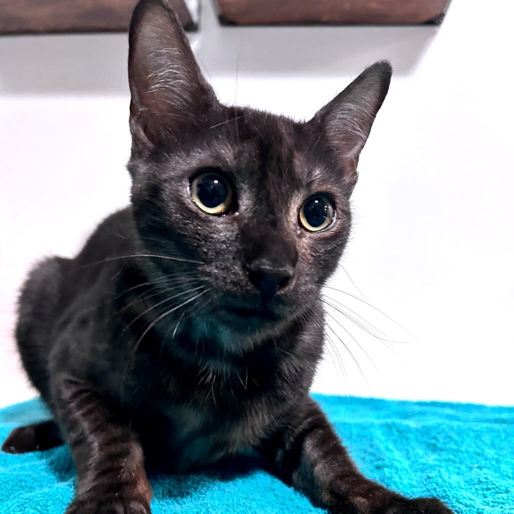 Enlarge Big League Chew, a Adoptable Domestic Short Hair in Fredericksburg, VA image 3/3