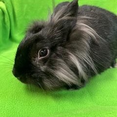 Dulce, Adoptable, Adult Female Lionhead.