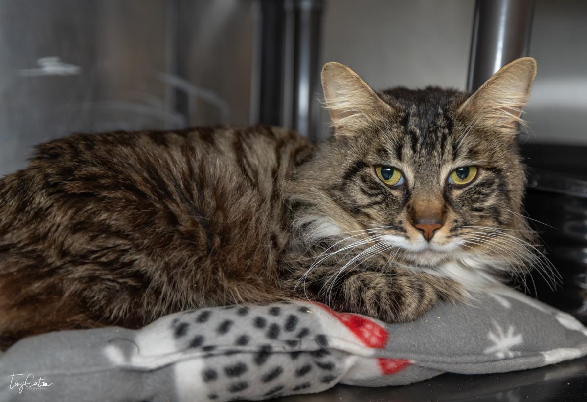 Morgan Bennett, a Adoptable mixed breed in Lincoln, CA image 1/2