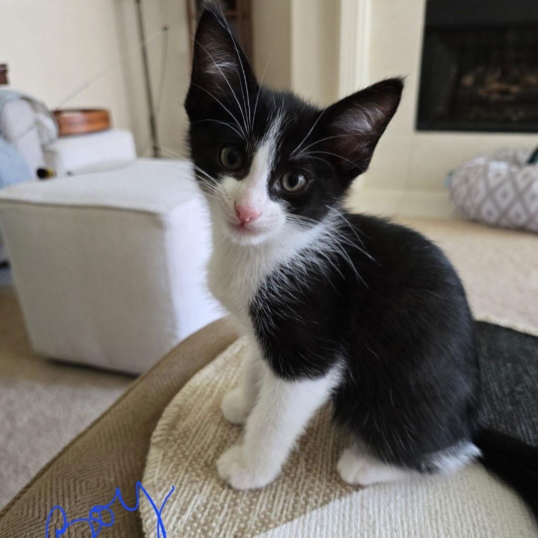 Brodie, Adopted, Kitten Male Tuxedo & Domestic Short Hair.