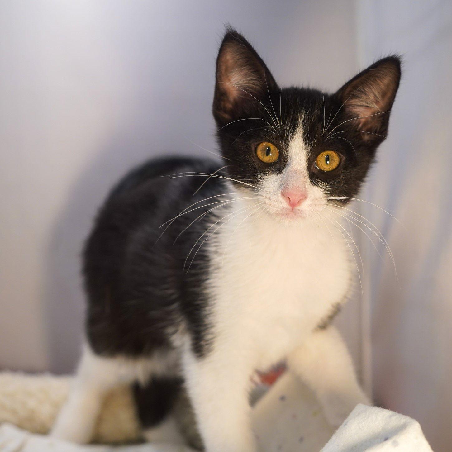 Enlarge Brodie, a Adopted mixed breed in Garland, TX image 2/3