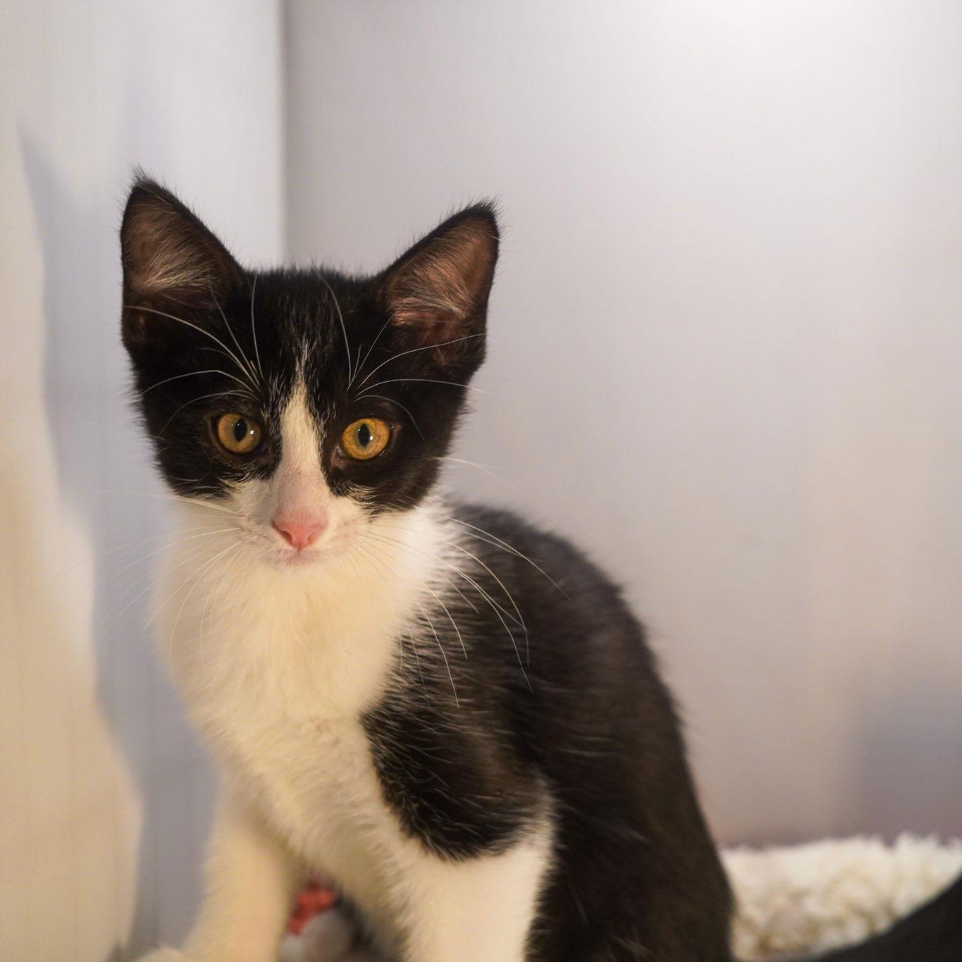 Enlarge Brodie, a Adopted mixed breed in Garland, TX image 3/3