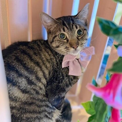 Andromeda Constellation — thumbnail 4