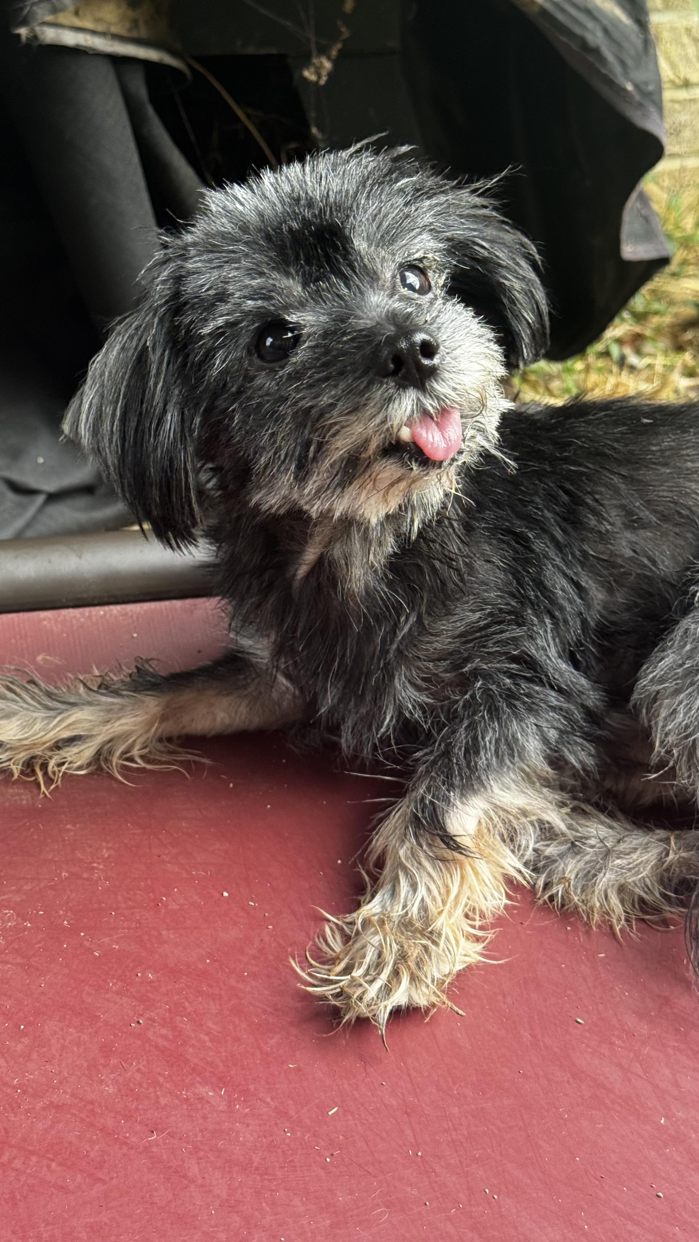 Enlarge Alex, a Adoptable Yorkshire Terrier in Woodlawn, TN image 2/4