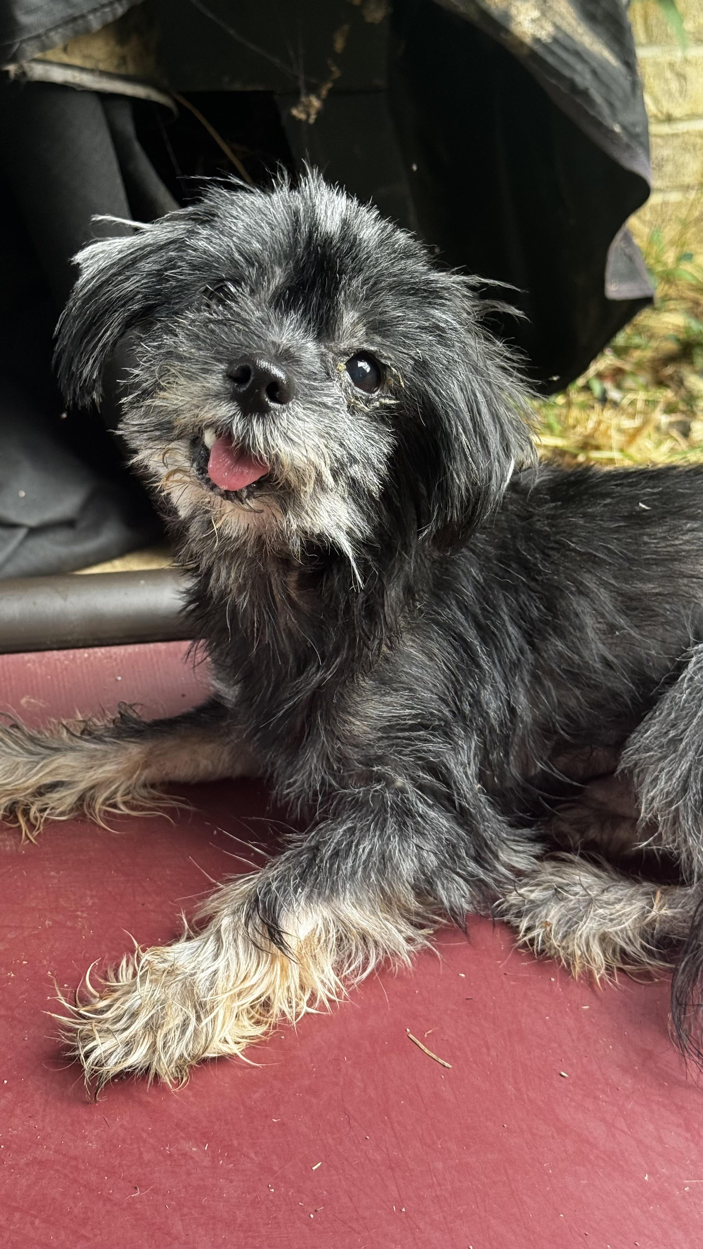 Enlarge Alex, a Adoptable Yorkshire Terrier in Woodlawn, TN image 3/4
