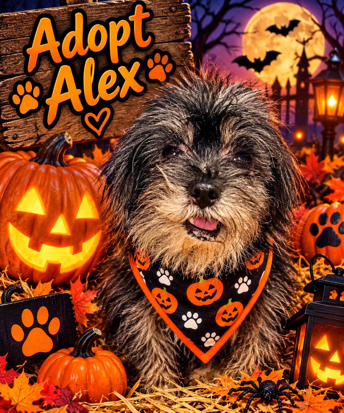 Enlarge Alex, a Adoptable Yorkshire Terrier in Woodlawn, TN image 1/4