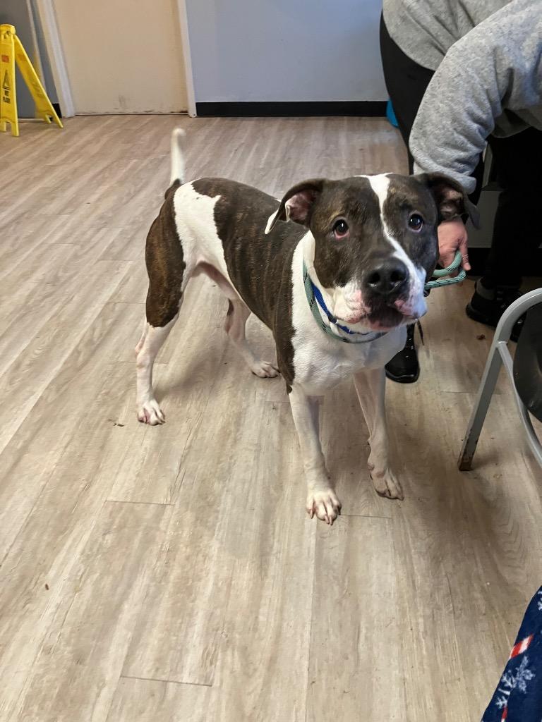 Bolt, Adoptable, Adult Male Pit Bull Terrier & Mixed Breed.