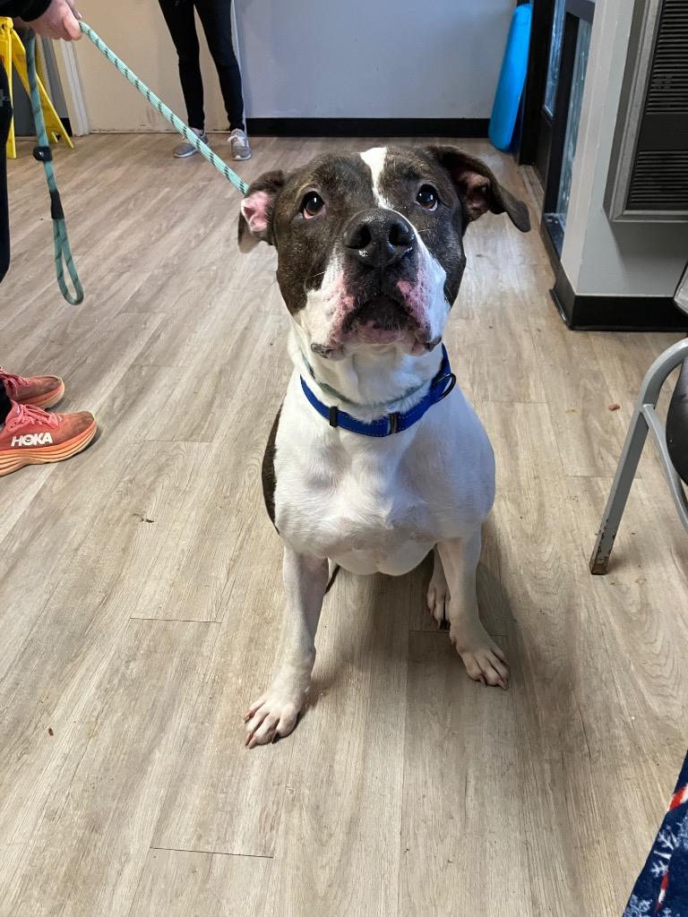 Bolt, Adoptable, Adult Male Pit Bull Terrier & Mixed Breed.