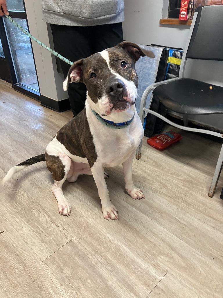 Enlarge Bolt, a Adoptable mixed breed in Marion, OH image 2/6