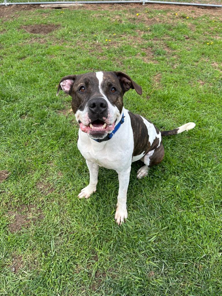 Enlarge Bolt, a Adoptable mixed breed in Marion, OH image 3/6