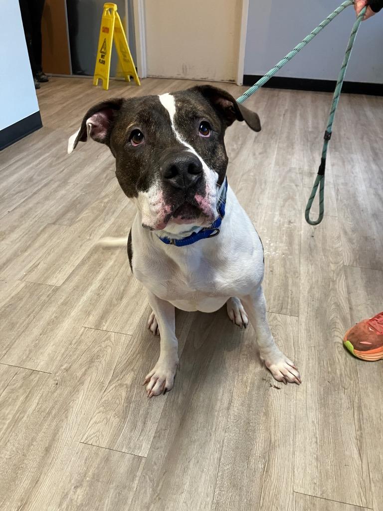 Enlarge Bolt, a Adoptable mixed breed in Marion, OH image 5/6