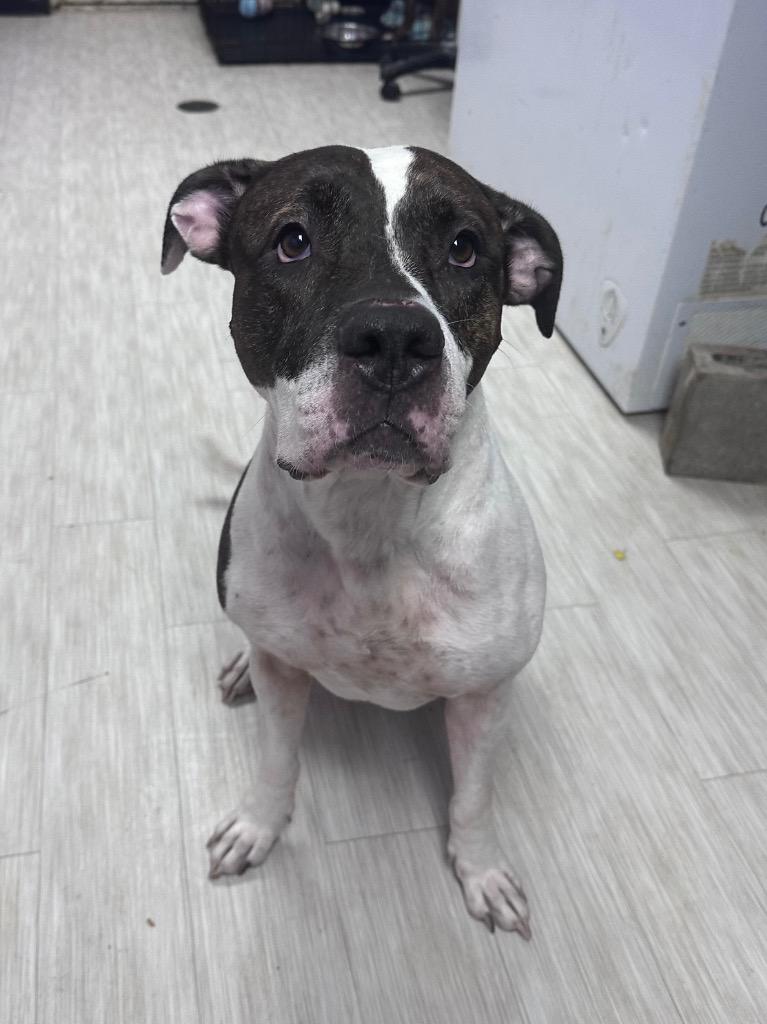 Enlarge Bolt, a Adoptable mixed breed in Marion, OH image 6/6