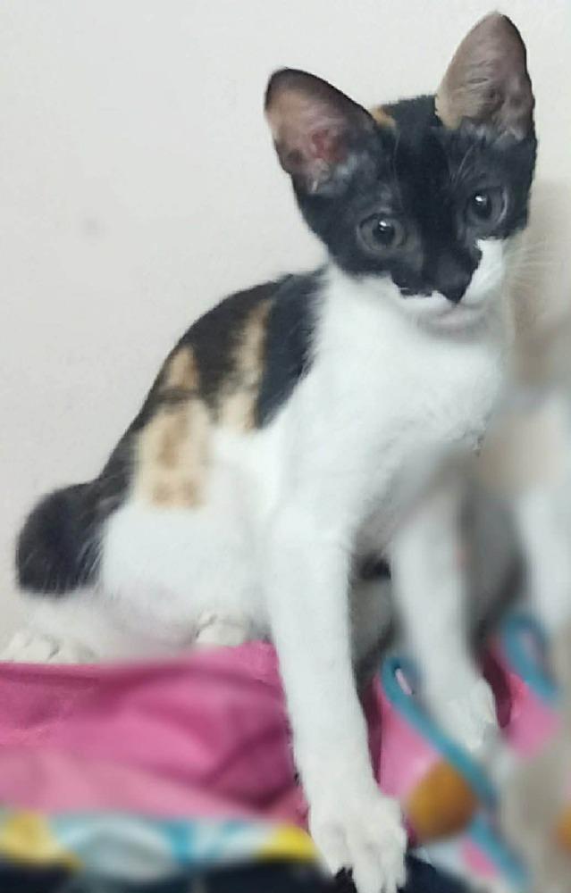 Basbousa, Adoptable, Kitten Female Egyptian Mau & Turkish Angora.