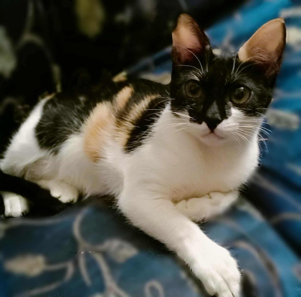 Enlarge Basbousa, a Adoptable mixed breed in WOLCOTT, CT image 2/6