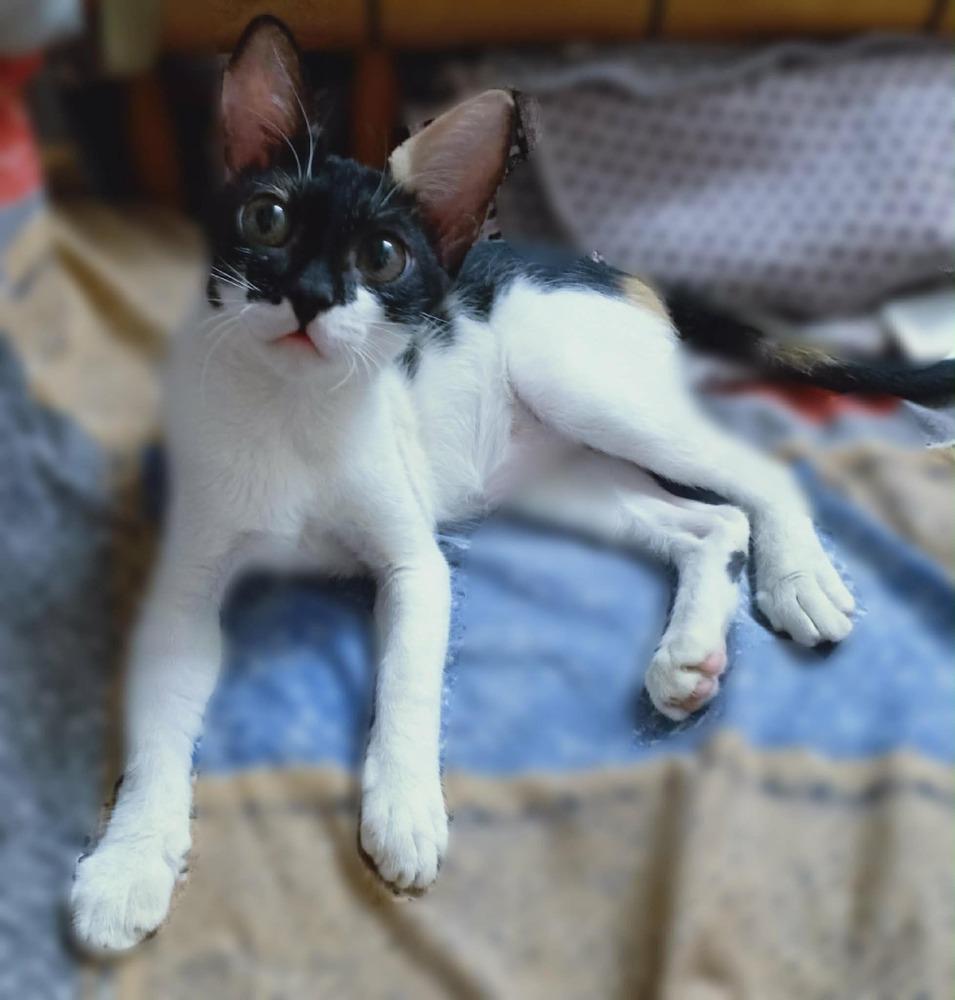 Enlarge Basbousa, a Adoptable mixed breed in WOLCOTT, CT image 5/6