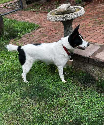 Molly, Adoptable, Adult Female Australian Cattle Dog / Blue Heeler & Australian Shepherd.