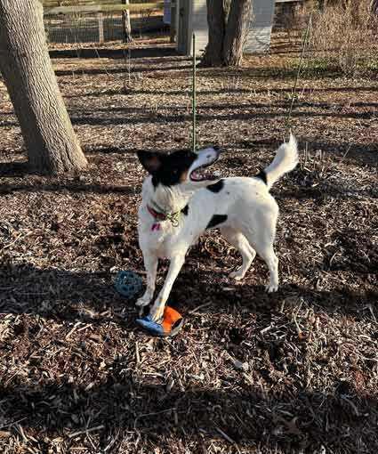 Enlarge Molly, a Adoptable mixed breed in Culpeper, VA image 5/5