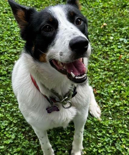 Molly, Adoptable, Adult Female Australian Cattle Dog / Blue Heeler & Australian Shepherd.