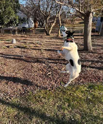 Enlarge Molly, a Adoptable mixed breed in Culpeper, VA image 4/5