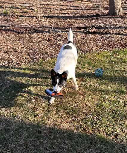 Enlarge Molly, a Adoptable mixed breed in Culpeper, VA image 3/5