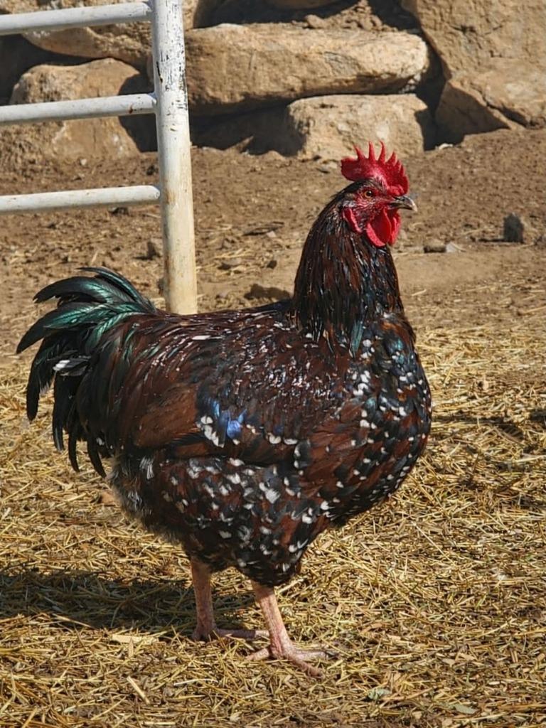Ferb, Adoptable, Young Male Chicken.