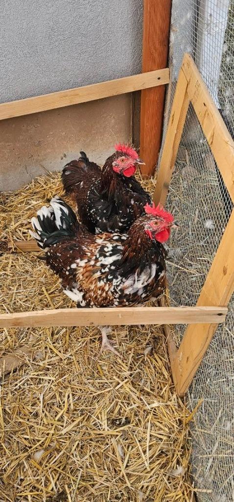 Ferb, a Adoptable Chicken in Eagle Mountain, UT image 2/2