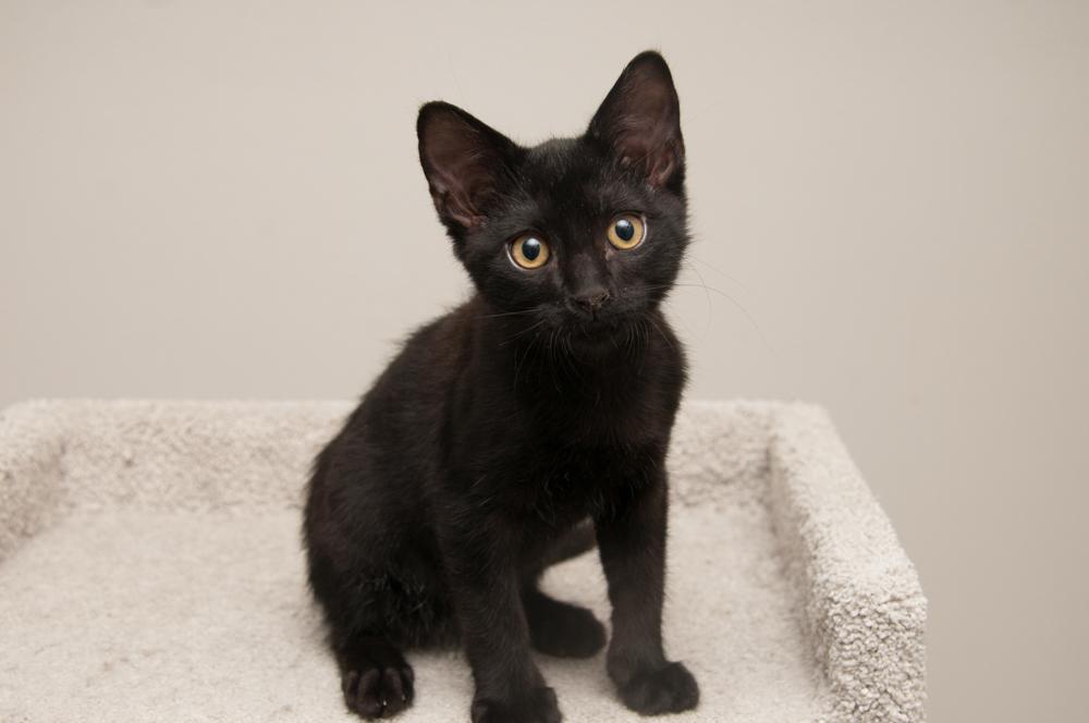 Bibamba (gets adopted with Moksha), a Adoptable Domestic Short Hair in Westminster, CO image 3/6