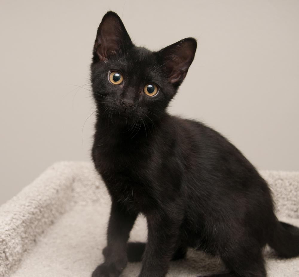 Bibamba (gets adopted with Moksha), a Adoptable Domestic Short Hair in Westminster, CO image 5/6