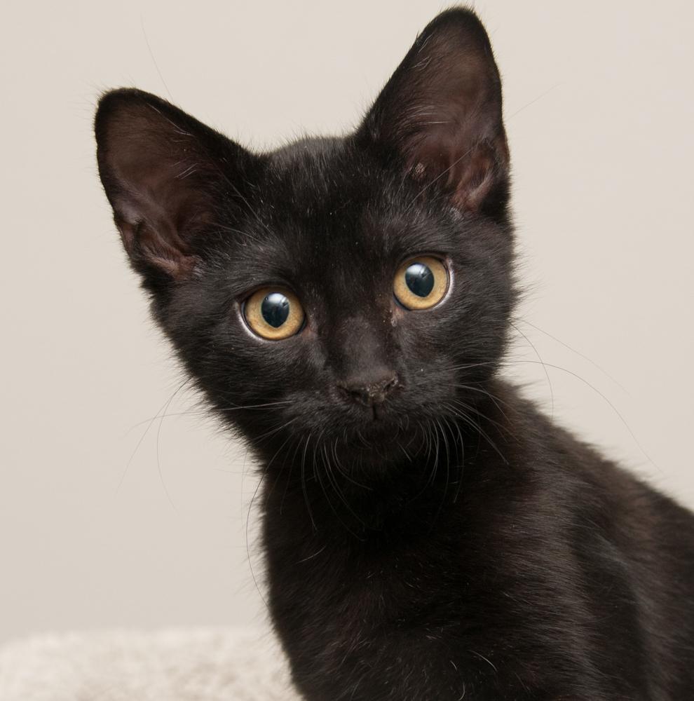 Bibamba (gets adopted with Moksha), Adoptable, Kitten Male Domestic Short Hair.