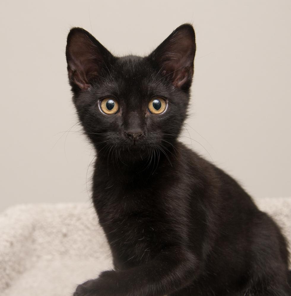 Bibamba (gets adopted with Moksha), a Adoptable Domestic Short Hair in Westminster, CO image 4/6