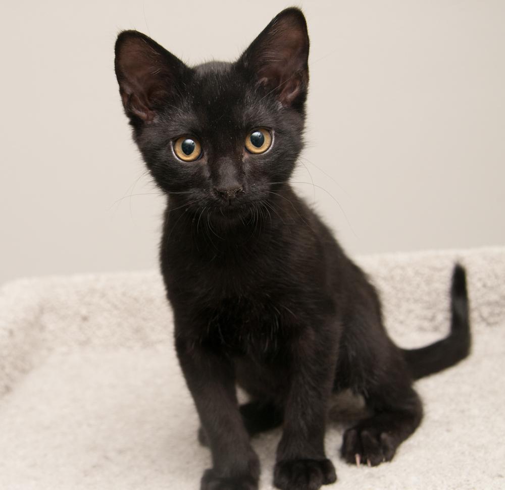 Bibamba (gets adopted with Moksha), a Adoptable Domestic Short Hair in Westminster, CO image 2/6