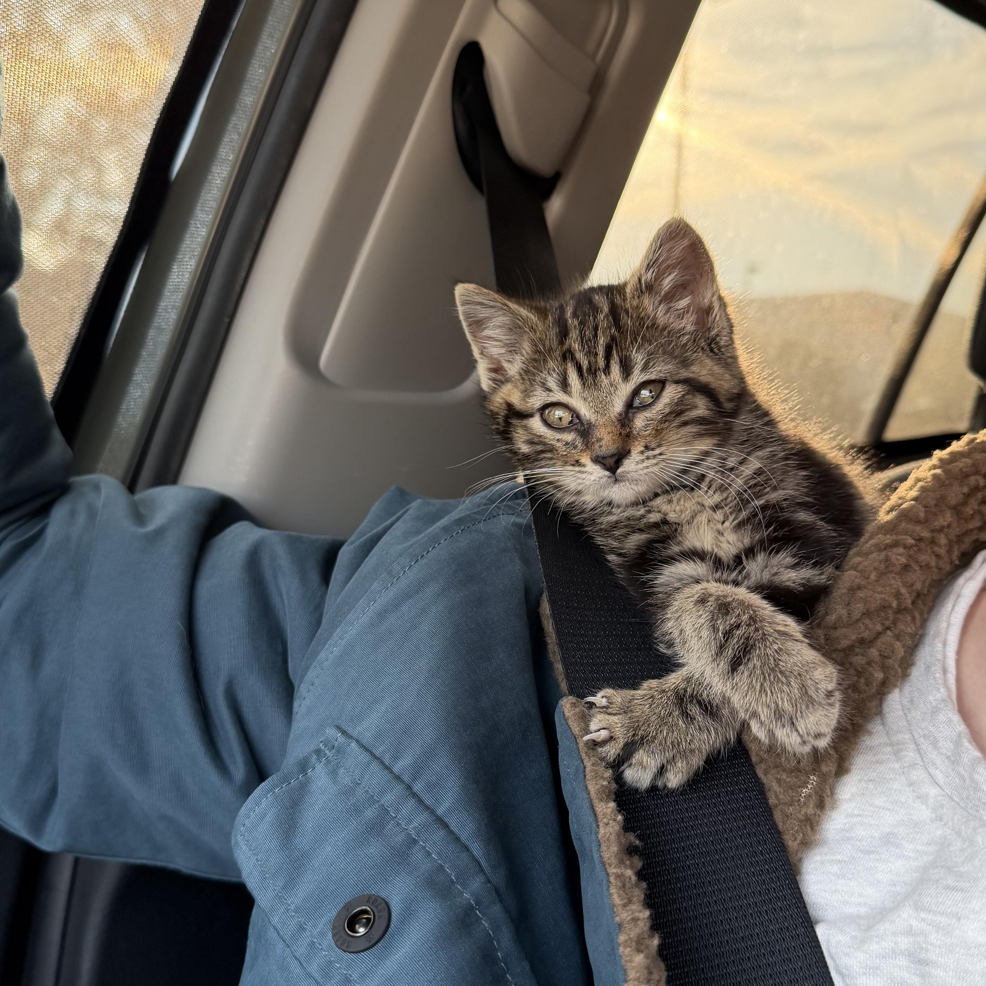 Enlarge Cleo, an adopted Domestic Medium Hair in Seneca, SC image 2/5