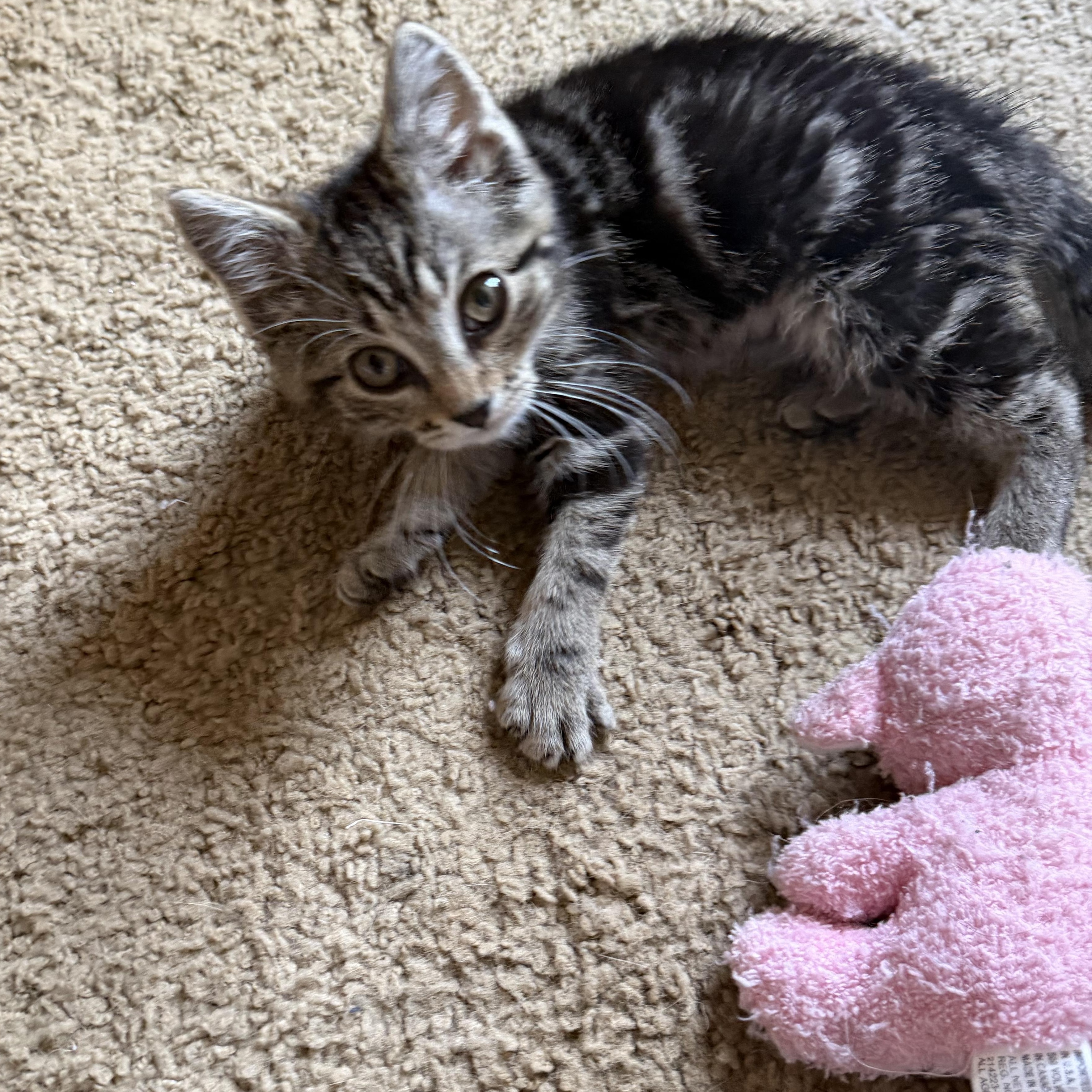 Enlarge Cleo, an adopted Domestic Medium Hair in Seneca, SC image 5/5