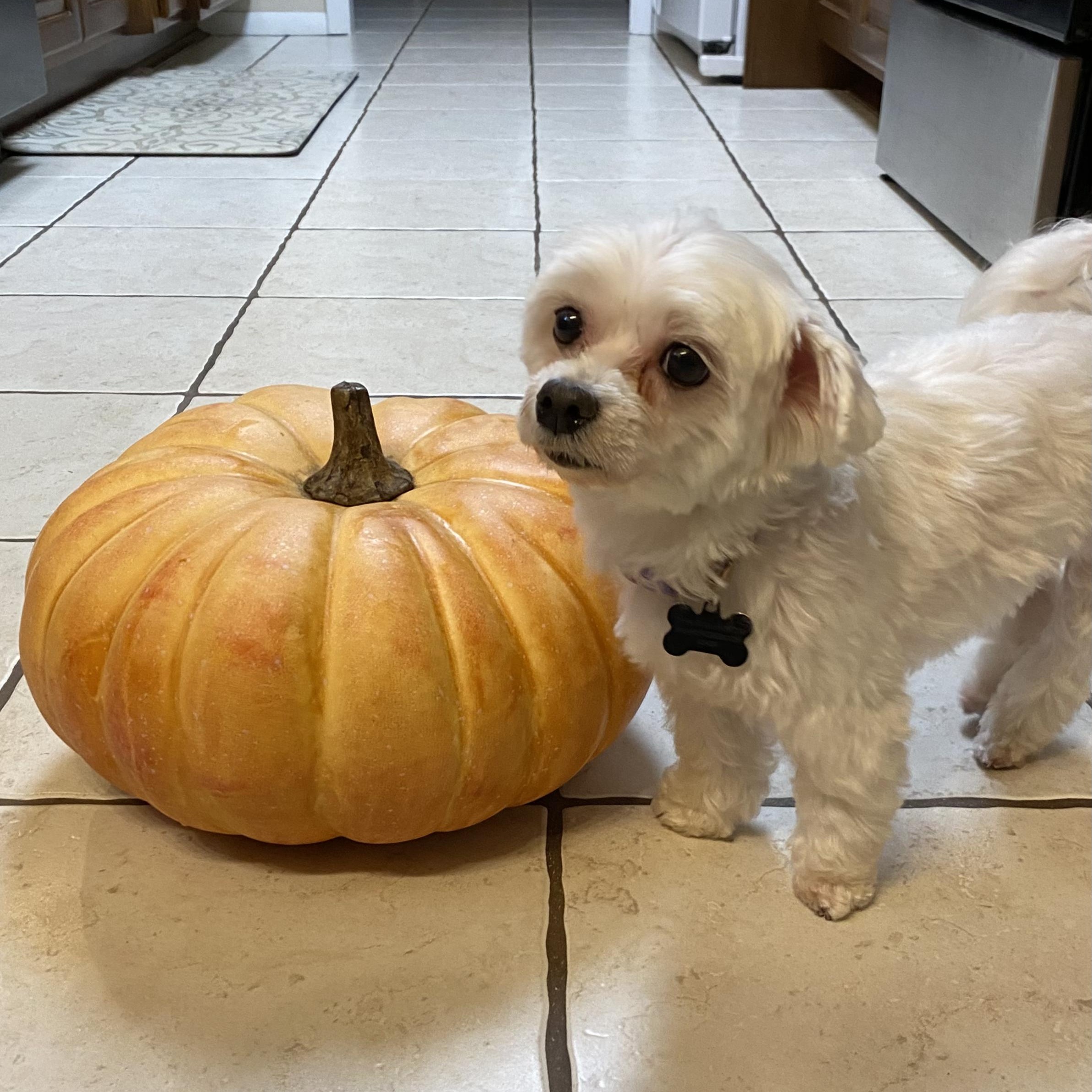 Enlarge Maggie, an adoptable Maltese in South Charleston, OH image 2/6