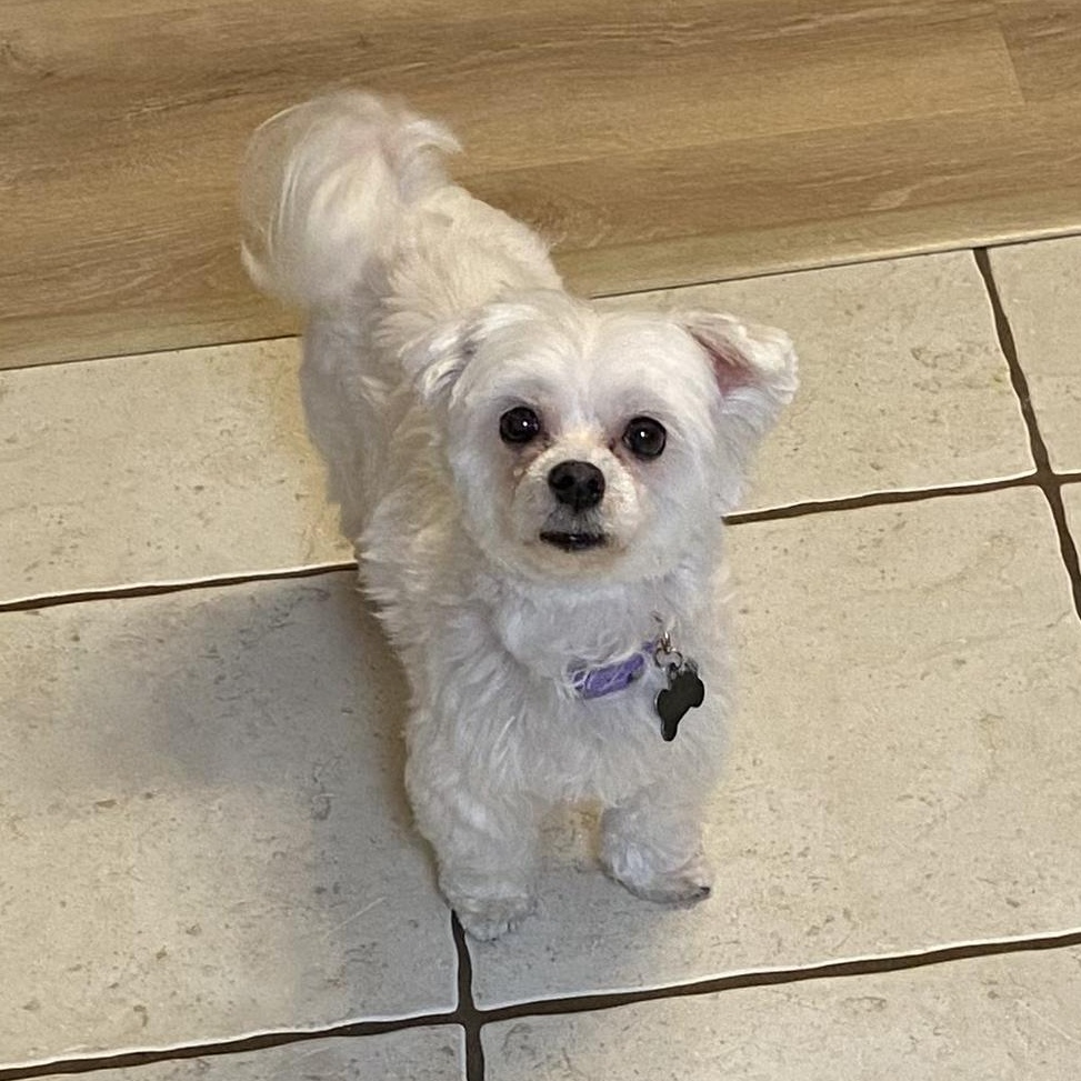 Enlarge Maggie, an adoptable Maltese in South Charleston, OH image 4/6