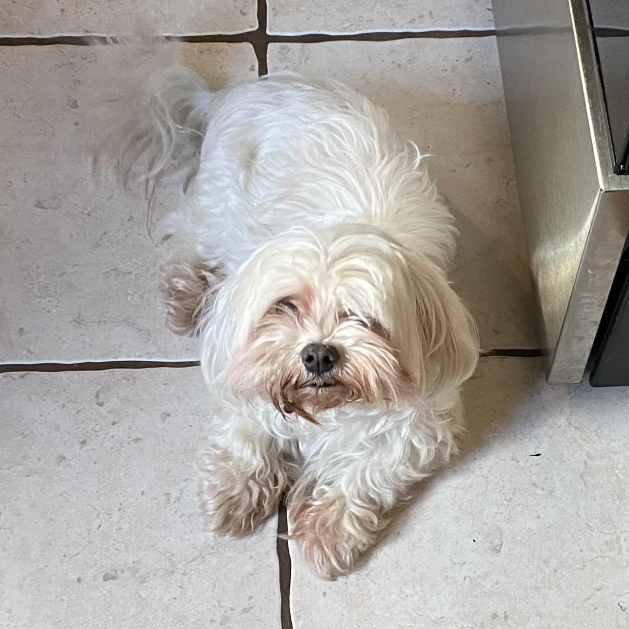 Enlarge Maggie, an adoptable Maltese in South Charleston, OH image 3/6