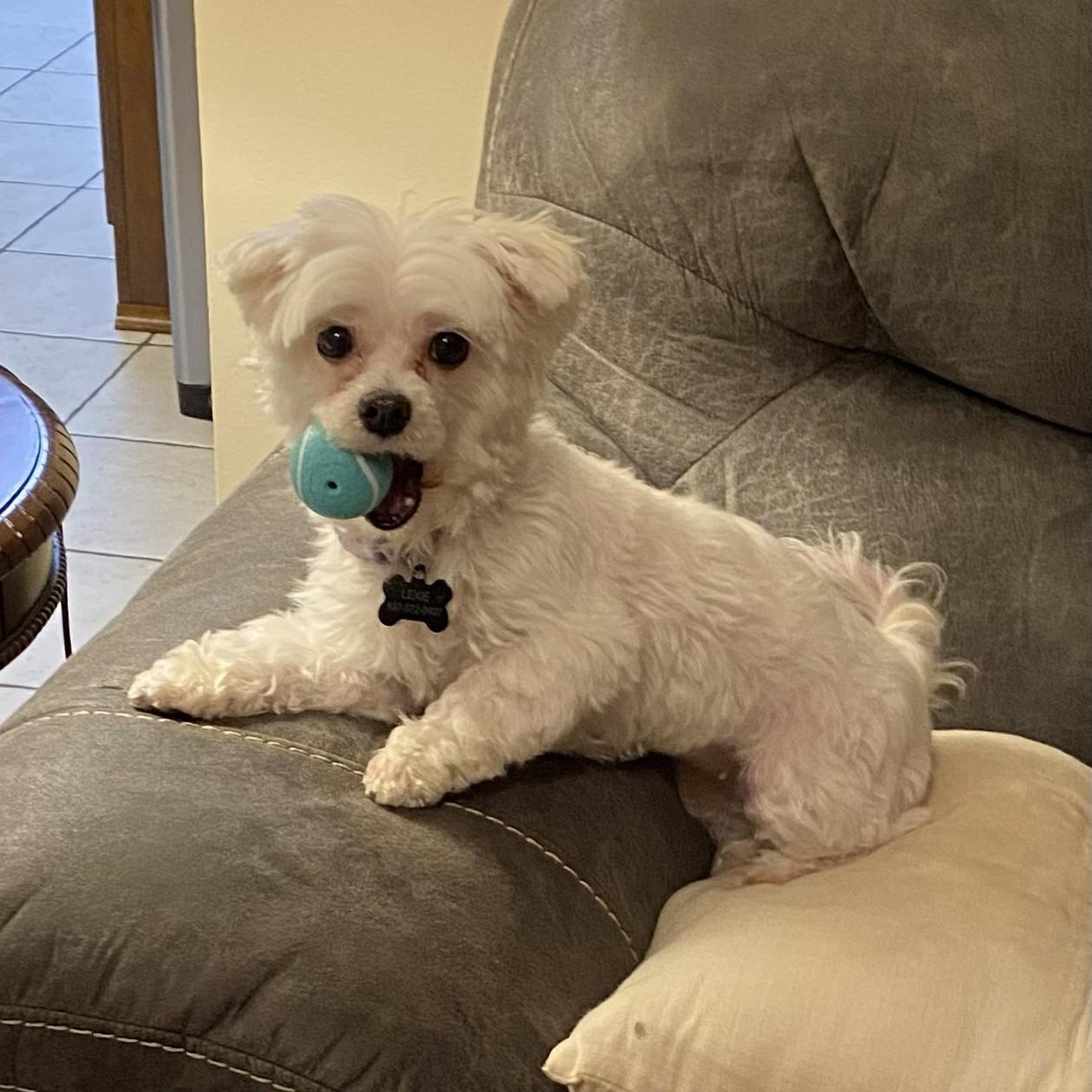 Maggie, adoptable, Adult Female Maltese.