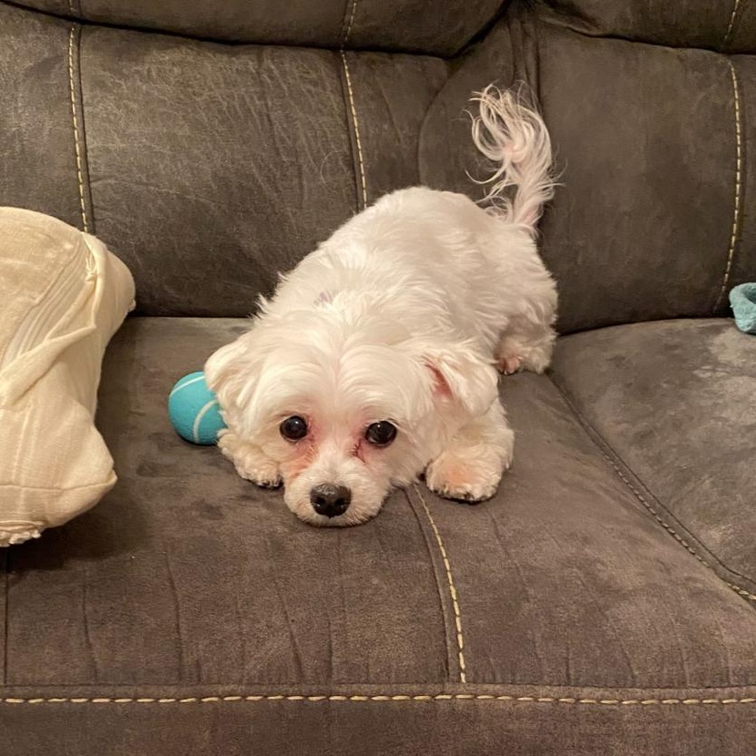 Enlarge Maggie, an adoptable Maltese in South Charleston, OH image 5/6