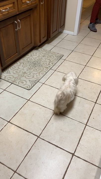 Enlarge Maggie, an adoptable Maltese in South Charleston, OH video 6/6